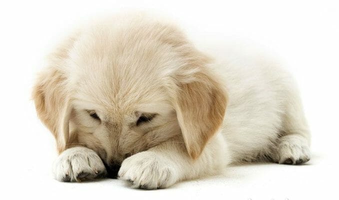 ASK RENE: DOGGIE DILEMMA