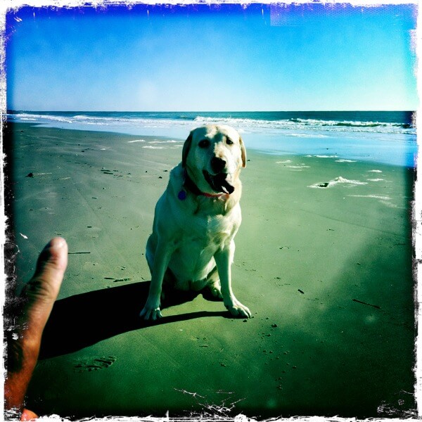 A Dog’s Life: 9 Lessons I Learned From Olivia