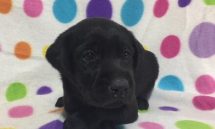 Raising Gaybies: A Puppy, Parvo And Protecting Kids From Pain